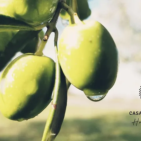 Casa Mille Olivi וילה *
