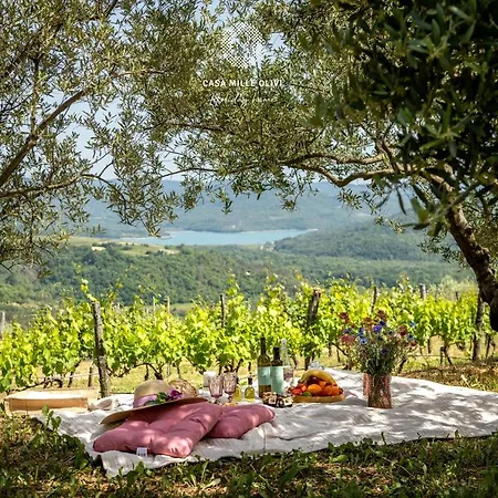 Casa Mille Olivi * Buzet